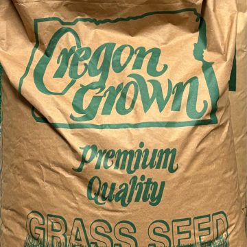 Rye Grass Seed