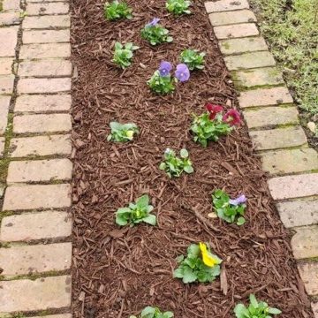 Painted Brown Mulch