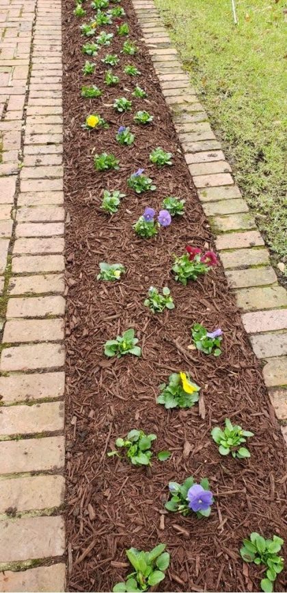 Painted Brown Mulch