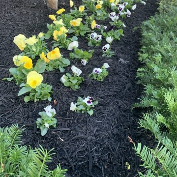 Painted Black Mulch