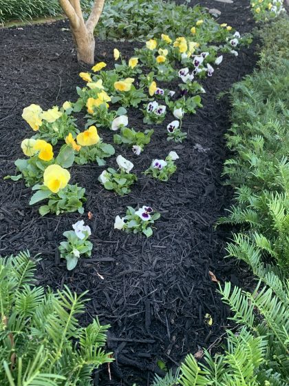 Painted Black Mulch