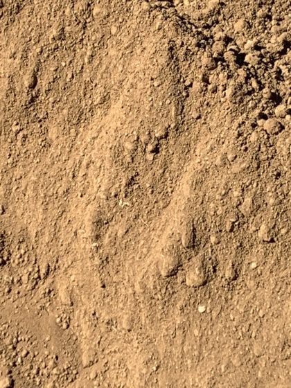 Screened Soil (Dirt)